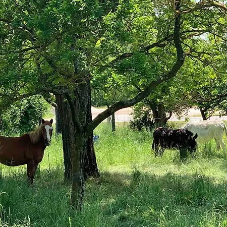 Dans Maison Avec Cour Et Parc דירה