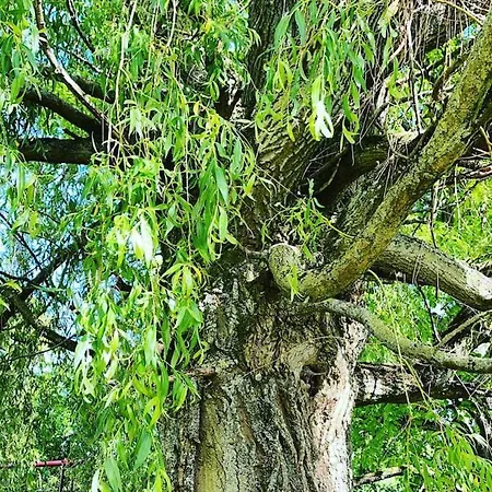 דירה Dans Maison Avec Cour Et Parc *